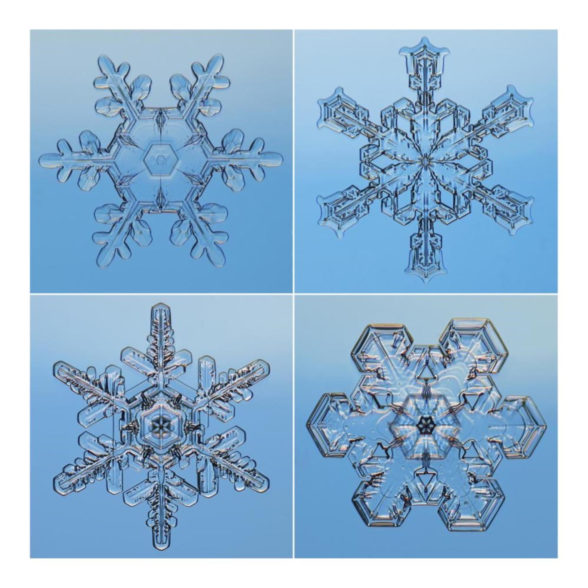 Snowflakes Seen Through Microscope-Paper Art-20X20