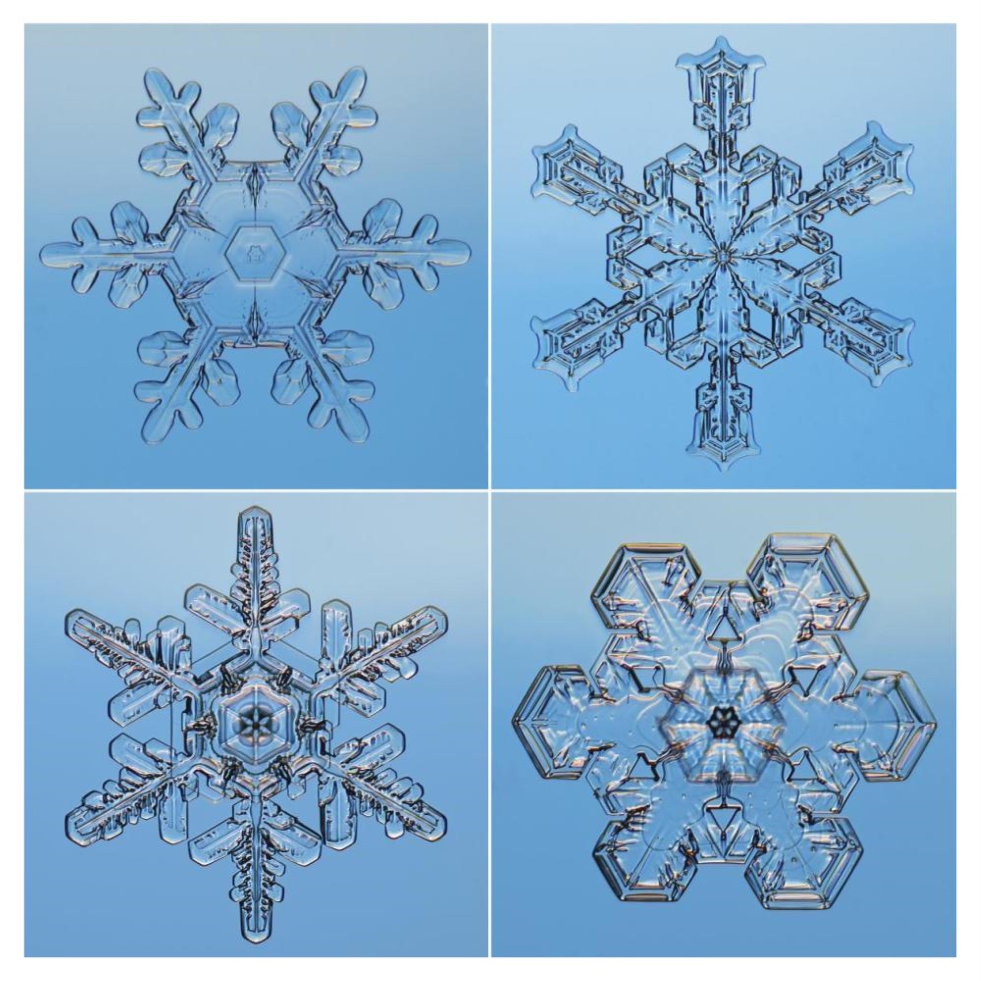 Snowflakes Seen Through Microscope-Paper Art-42X42