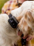 Canine Coach 360