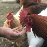 Flock Fest 10 Lbs Bag Fly Larvae