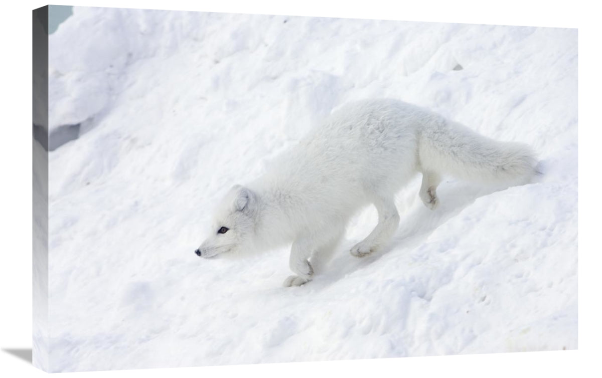 Arctic Fox On Snow Drift, Tundra, Arctic-Canvas Art-30X20