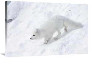 Arctic Fox On Snow Drift, Tundra, Arctic-Canvas Art-30X20
