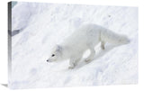 Arctic Fox On Snow Drift, Tundra, Arctic-Canvas Art-30X20