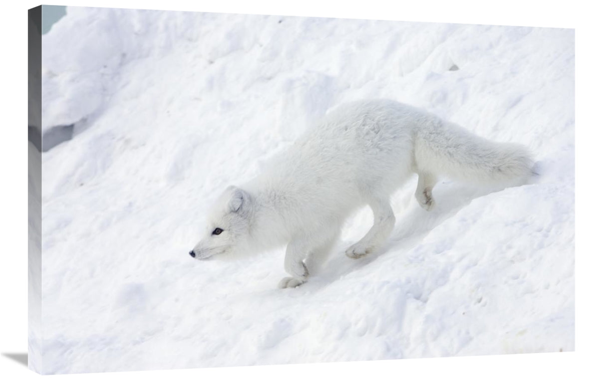 Arctic Fox On Snow Drift, Tundra, Arctic-Canvas Art-36X24
