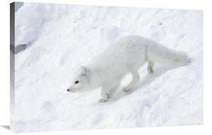 Arctic Fox On Snow Drift, Tundra, Arctic-Canvas Art-36X24
