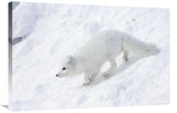 Arctic Fox On Snow Drift, Tundra, Arctic-Canvas Art-36X24