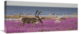 Caribou Male In A Field Of Fireweed, Hudson Bay, Canada-Canvas Art-30X13.5