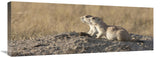 Prairie Dog Pair, Grasslands National Park, Saskatchewan, Canada-Canvas Art-36X13.32