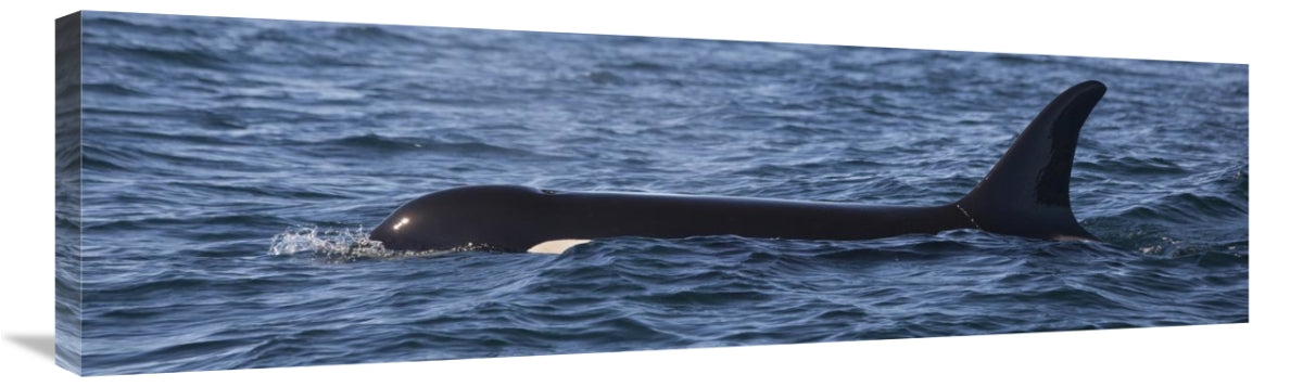 Orca Surfacing Showing Dorsal Fin In Queen Charlotte Sound, Canada-Canvas Art-40X12
