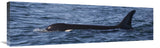 Orca Surfacing Showing Dorsal Fin In Queen Charlotte Sound, Canada-Canvas Art-40X12