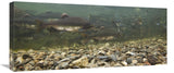 Pink Salmon Swimming During Migration, Indian River, Sitka, Alaska-Canvas Art-30X13.2