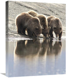 Grizzly Bear Mother And Yearling Cubs Drinking, Katmai National Park, Alaska-Canvas Art-20X24
