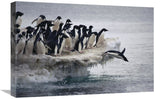 Adelie Penguin Leaping Into Sea From Ice Apron, Franklin Island, Ross Sea, Antarctica-Canvas Art-24X16