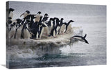 Adelie Penguin Leaping Into Sea From Ice Apron, Franklin Island, Ross Sea, Antarctica-Canvas Art-30X20