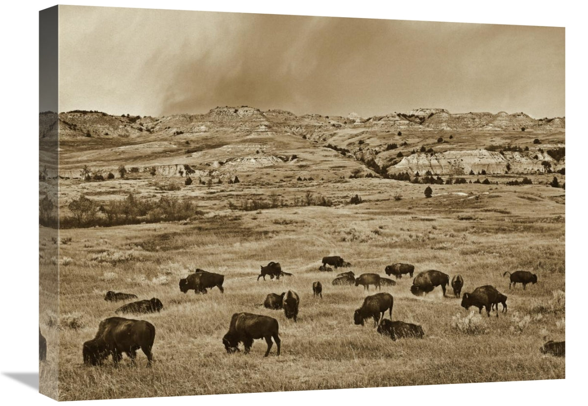 American Bison Herd Grazing On Shortgrass Prairie, Theodore Roosevelt National Park, North Dakota-Canvas Art-24X18