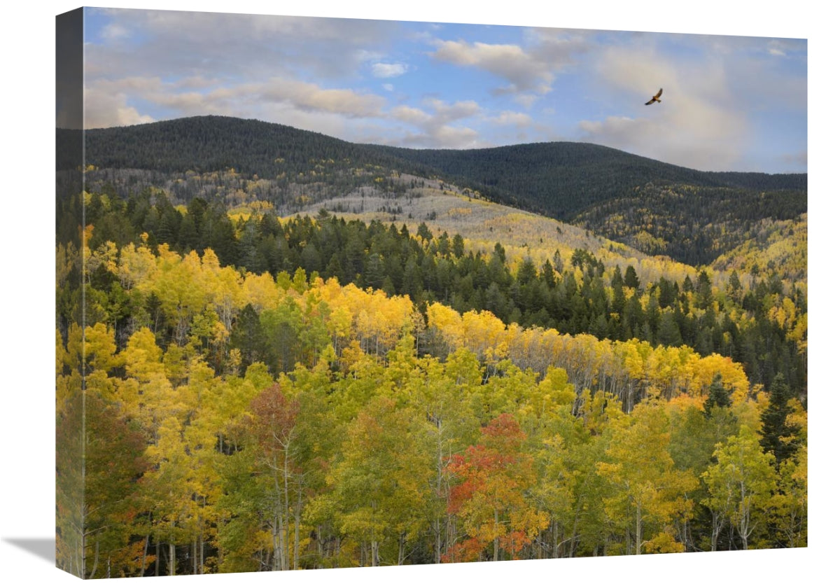 CooperS Hawk, Santa Fe National Forest, Sangre De Cristo Mountains, New Mexico-Canvas Art-24X18