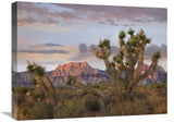 Joshua Tree And Spring Mountains, Red Rock Canyon National Conservation Area, Nevada-Canvas Art-24X18