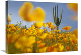 Saguaro Cactus And California Poppy Field At Gonzales Pass, Tonto National Forest, Arizona-Canvas Art-24X18