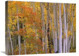 Aspens At Independence Pass, Colorado-Canvas Art-24X18
