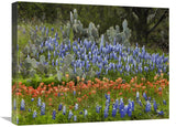 Bluebonnet And Pricky Pear Cactus, Texas-Canvas Art-24X18