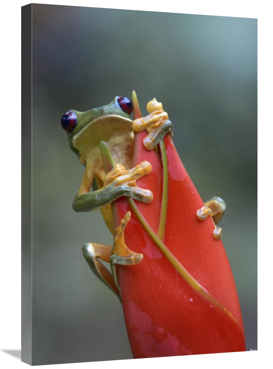 Gliding Leaf Frog On Heliconia, Costa Rica-Canvas Art-20X30