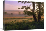 Tallgrass Prairie National Preserve, Kansas-Canvas Art-24X18