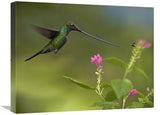 Sword-Billed Hummingbird And Insect, Ecuador-Canvas Art-24X18