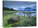 Low Tide Revealing Algae Covered Rocks, Alaska-Canvas Art-24X20