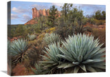 Global Gallery Agave And Coffee Pot Rock Near Sedona, Arizona-Canvas Art-24X18
