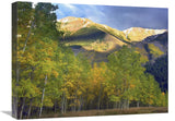 Quaking Aspen Trees And Highland Peak, Colorado-Canvas Art-24X18
