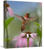 Rufous Hummingbird Male Feeding On Flower Nectar-Canvas Art-20X24