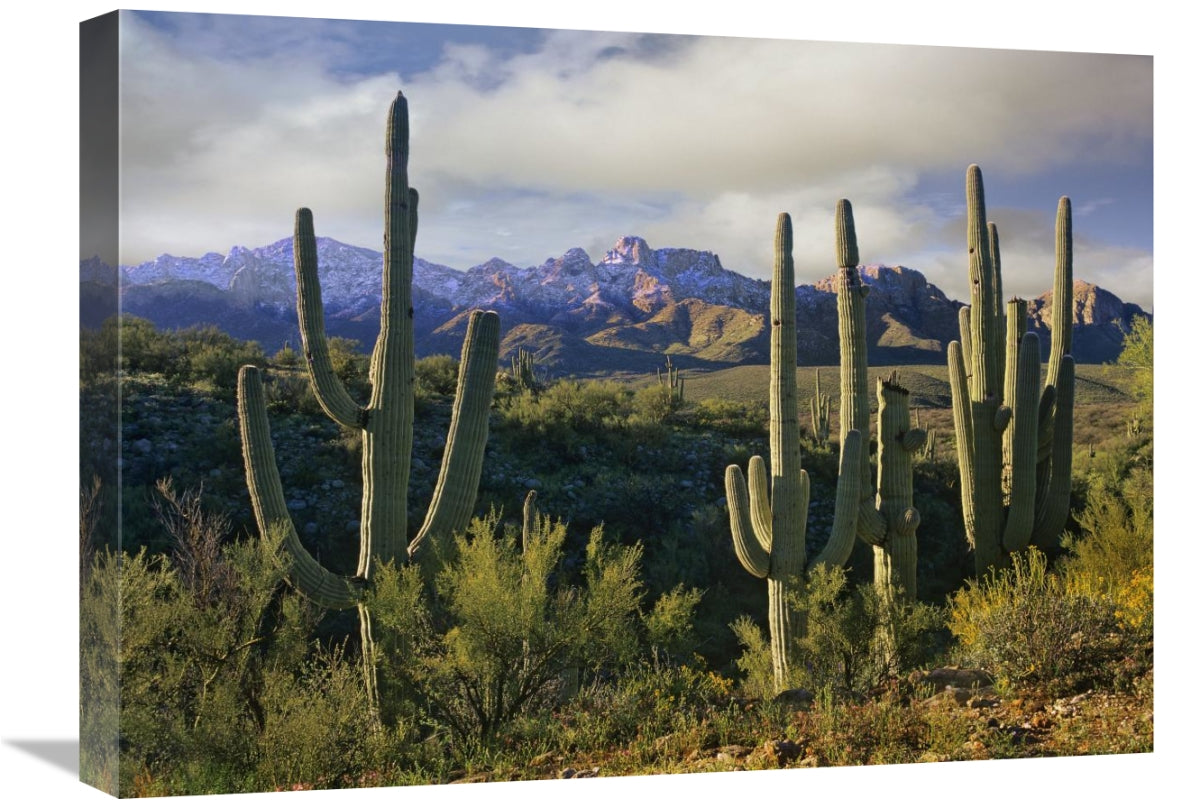 Saguaro Cacti And Santa Catalina Mountains, Arizona-Canvas Art-24X18