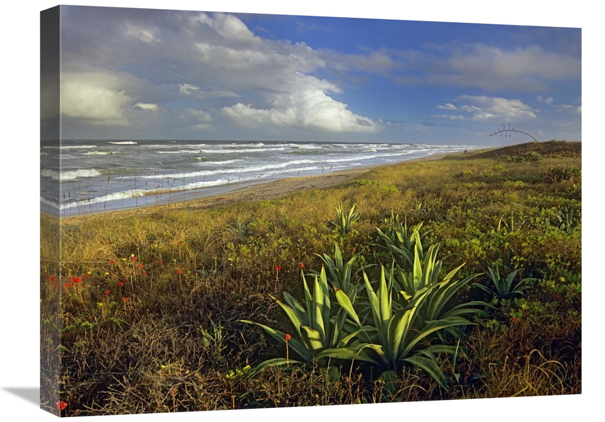 Apollo Beach At Canaveral National Seashore, Florida-Canvas Art-24X18