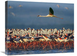 Lesser Flamingo Flying Over Flock, Lake Nakuru, Kenya-Canvas Art-24X20