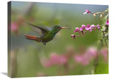 Rufous-Tailed Hummingbird Hovering Near Flower, Ecuador-Canvas Art-24X18