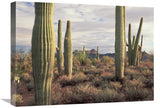 Safford Peak And Saguaro Saguaro National Park, Arizona-Canvas Art-24X18