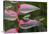 Red-Eyed Tree Frog Three Sitting On Heliconia, Costa Rica-Canvas Art-24X18