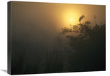 Wood Stork Perched In Tree, Everglades National Park, Florida-Canvas Art-24X18