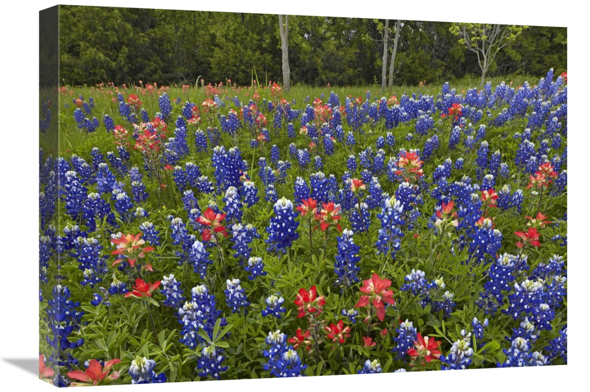 Bluebonnet And Paintbrush Meadow, Cedar Hill State Park, Texas-Canvas Art-24X18