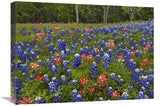 Bluebonnet And Paintbrush Meadow, Cedar Hill State Park, Texas-Canvas Art-24X18