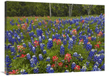 Bluebonnet And Paintbrush Meadow, Cedar Hill State Park, Texas-Canvas Art-40X30