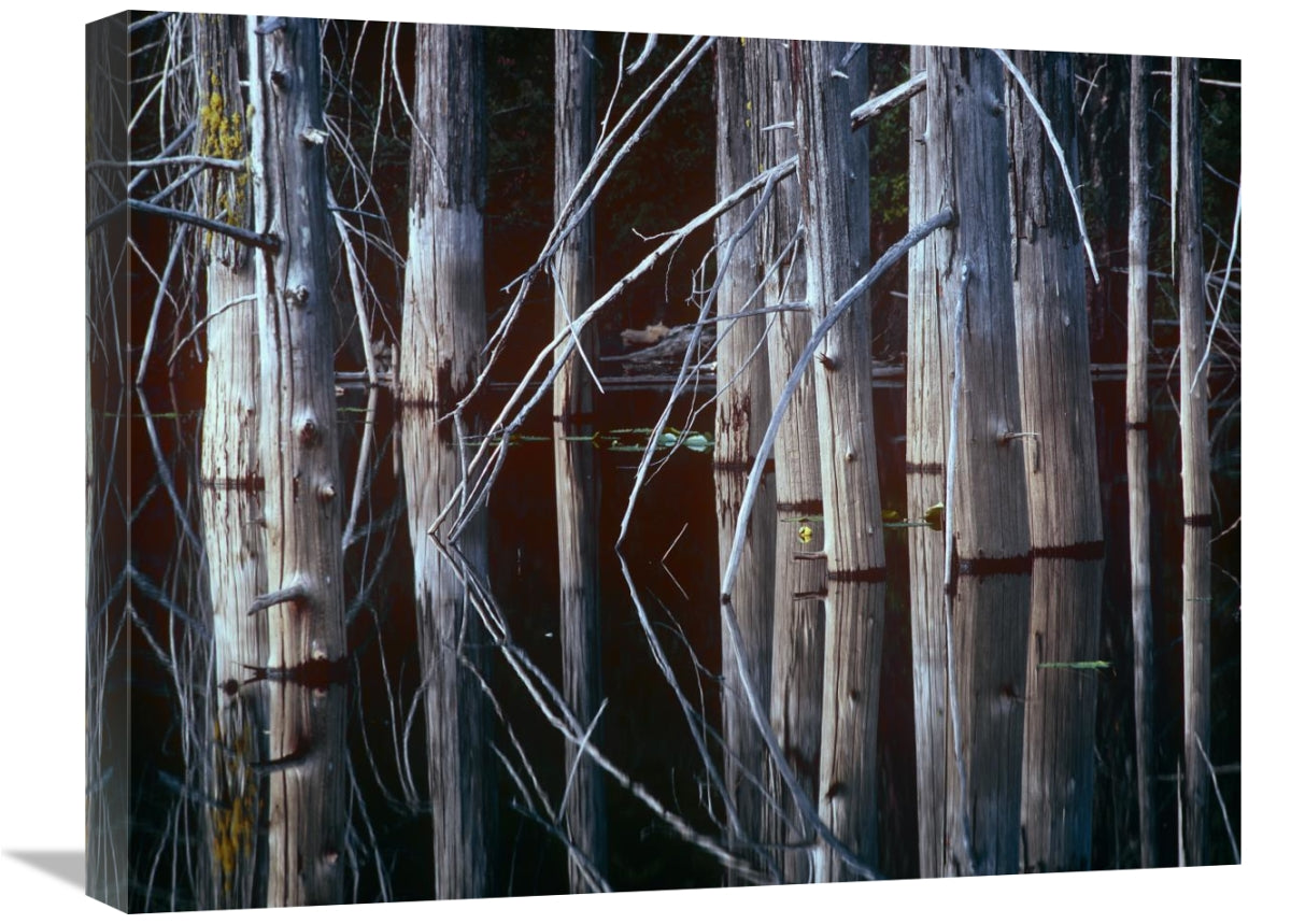 Western Red Cedar Trees, Oliphant Lake, British Columbia, Canada-Canvas Art-24X18