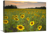 Field Of Sunflowers, Flint Hills National Wildlife Refuge, Kansas-Canvas Art-24X18