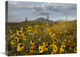 Saguaro Cacti And Brittlebush At Picacho Peak State Park, Arizona-Canvas Art-24X18