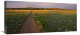 Dirt Road And Globemallows Salt Valley, Arches National Park, Utah-Canvas Art-30X13.8