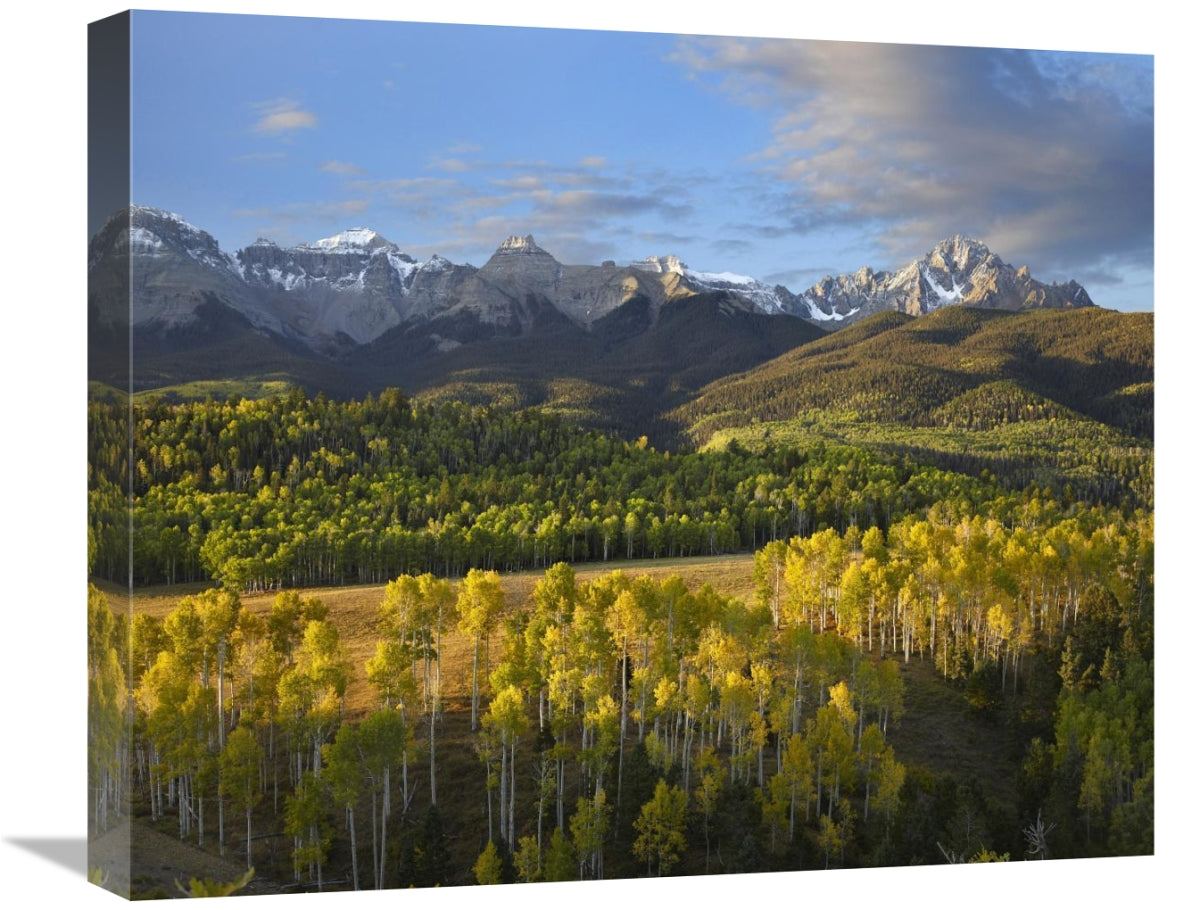 Quaking Aspen Forest And Mount Sneffels, San Juan Mountains, Colorado-Canvas Art-22X18.26