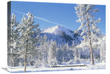 Pine Trees Covered With Snow In Winter, Yellowstone National Park, Wyoming-Canvas Art-24X18
