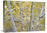 Snow-Covered Aspen Forest Near Kebbler Pass, Gunnison National Forest, Colorado-Canvas Art-24X18