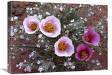 Sego Lily Group, State Flower Of Utah With Bulbous Edible Root, Canyonlands National Park, Utah-Canvas Art-24X18