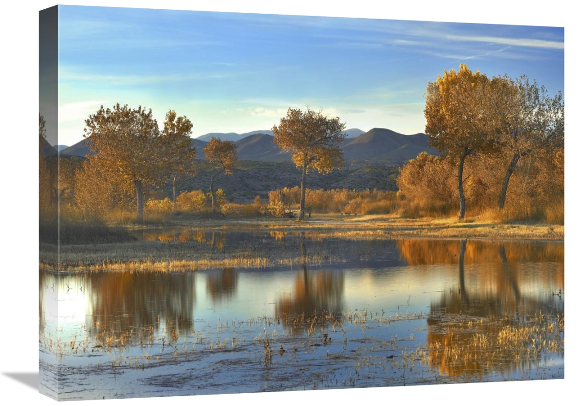Cottonwood Trees And Willows, Fall Foliage, Bosque Del Apache National Wildlife Refuge, New Mexico-Canvas Art-24X18